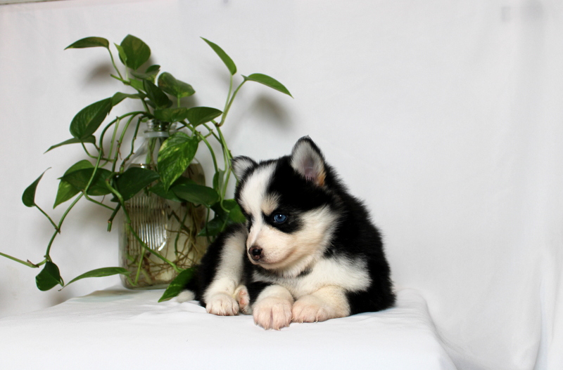 puppy, for, sale, Pomsky, Matthew B. Stoltzfus, dog, breeder, Gap, PA, dog-breeder, puppy-for-sale, forsale, nearby, find, puppyfind, locator, puppylocator, aca